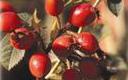 Rose Hip Oil