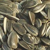 Sunflower Seeds