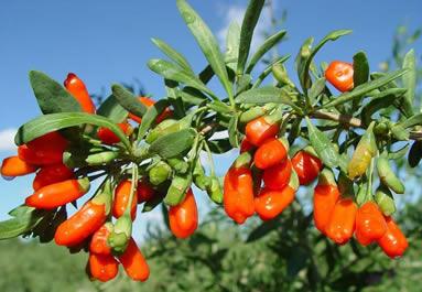 Goji berries