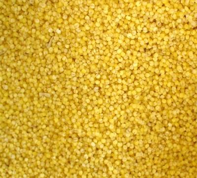 polish millet