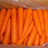 Fresh Carrots