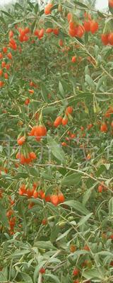 Fresh Goji Berries 