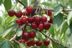 The Best Time to Make Dried Cherries