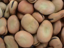 Broad Beans with Peel 